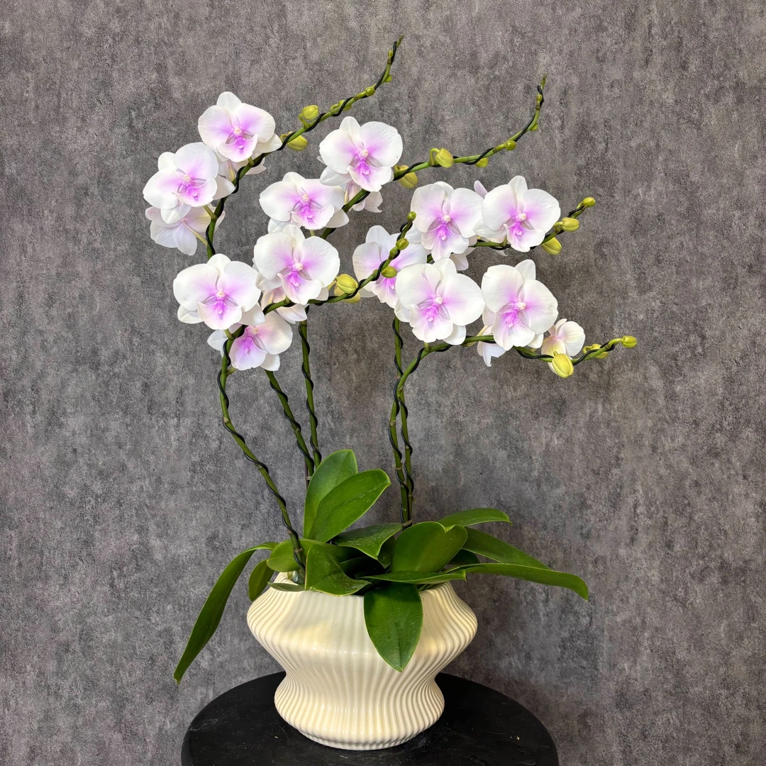【德州姑娘-蝴蝶兰】珍贵品种 好养花期长 送礼装饰 室内观赏花