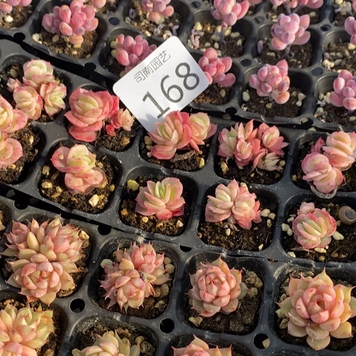 嫣***168 多肉植物盆栽花卉