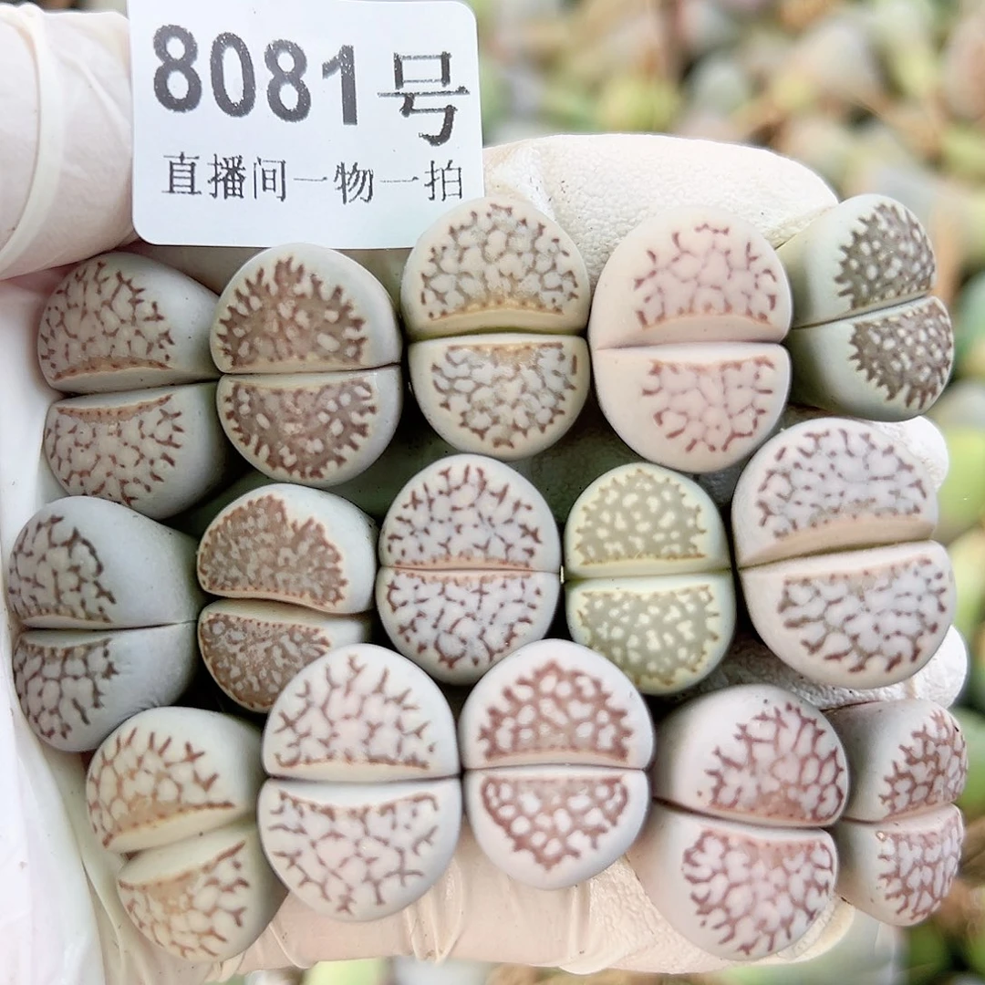 8081 好养易活生石花大母本15个