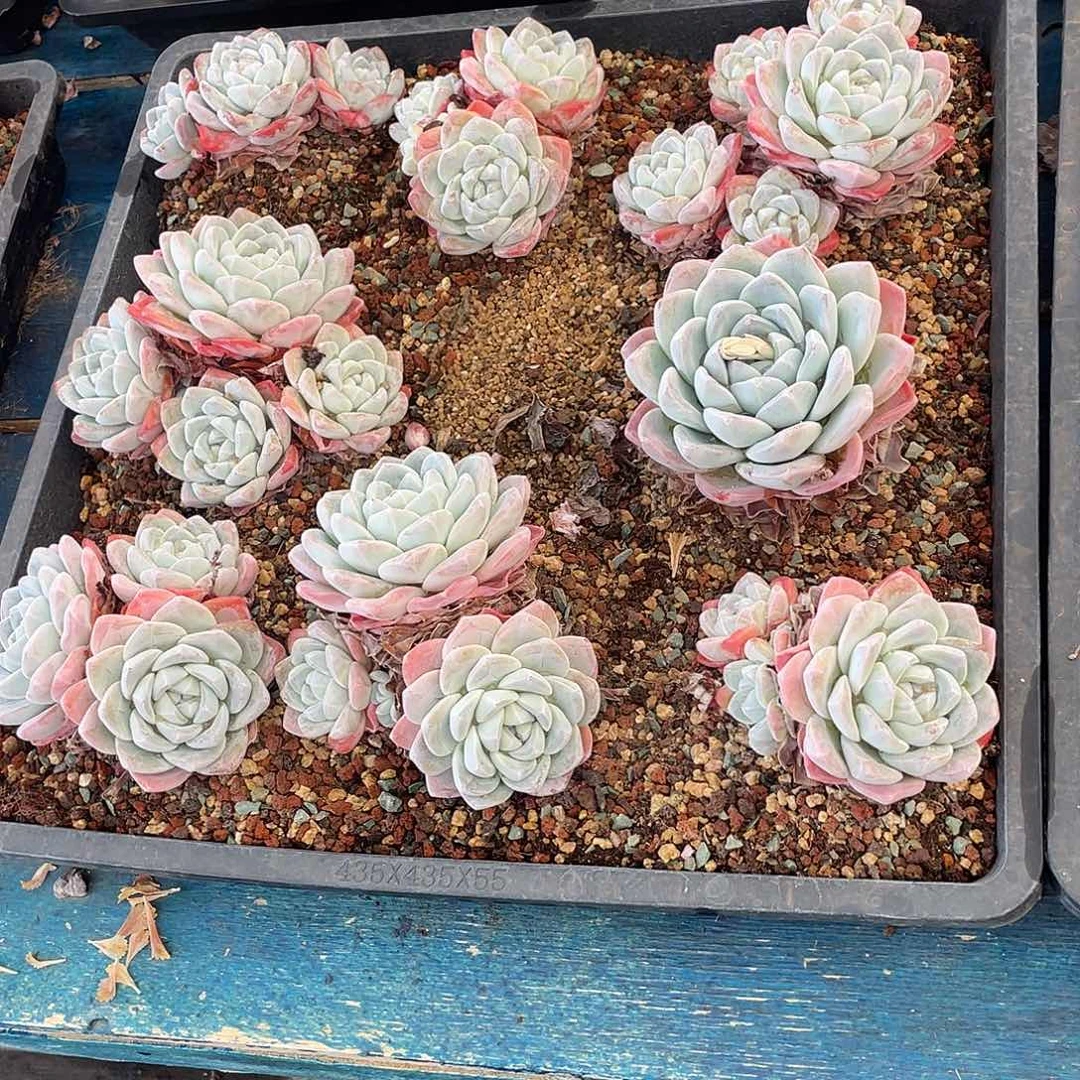 冰玉筐拍多肉植物一物一拍多肉