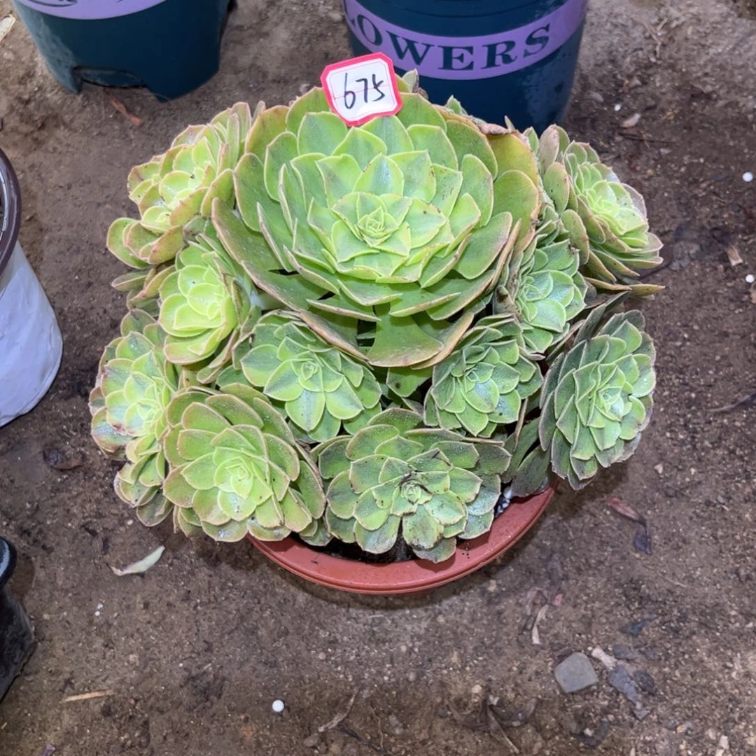675多肉植物雨荷法师