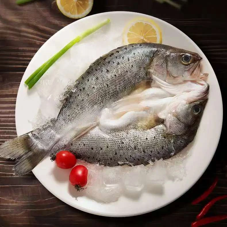 【伊帆与渔业】广东珠海 新鲜鲈鱼每条600g/640g到手3条团购套餐