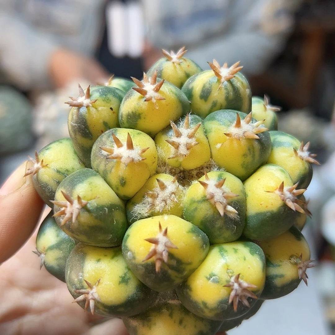 24日21号短豪刺獠牙锦无根7.2公分