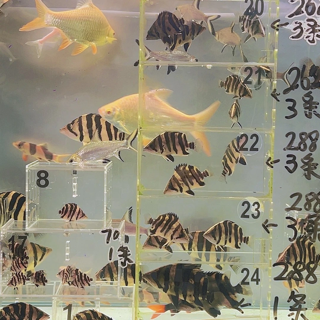 虎鱼练手小虎鱼4-5