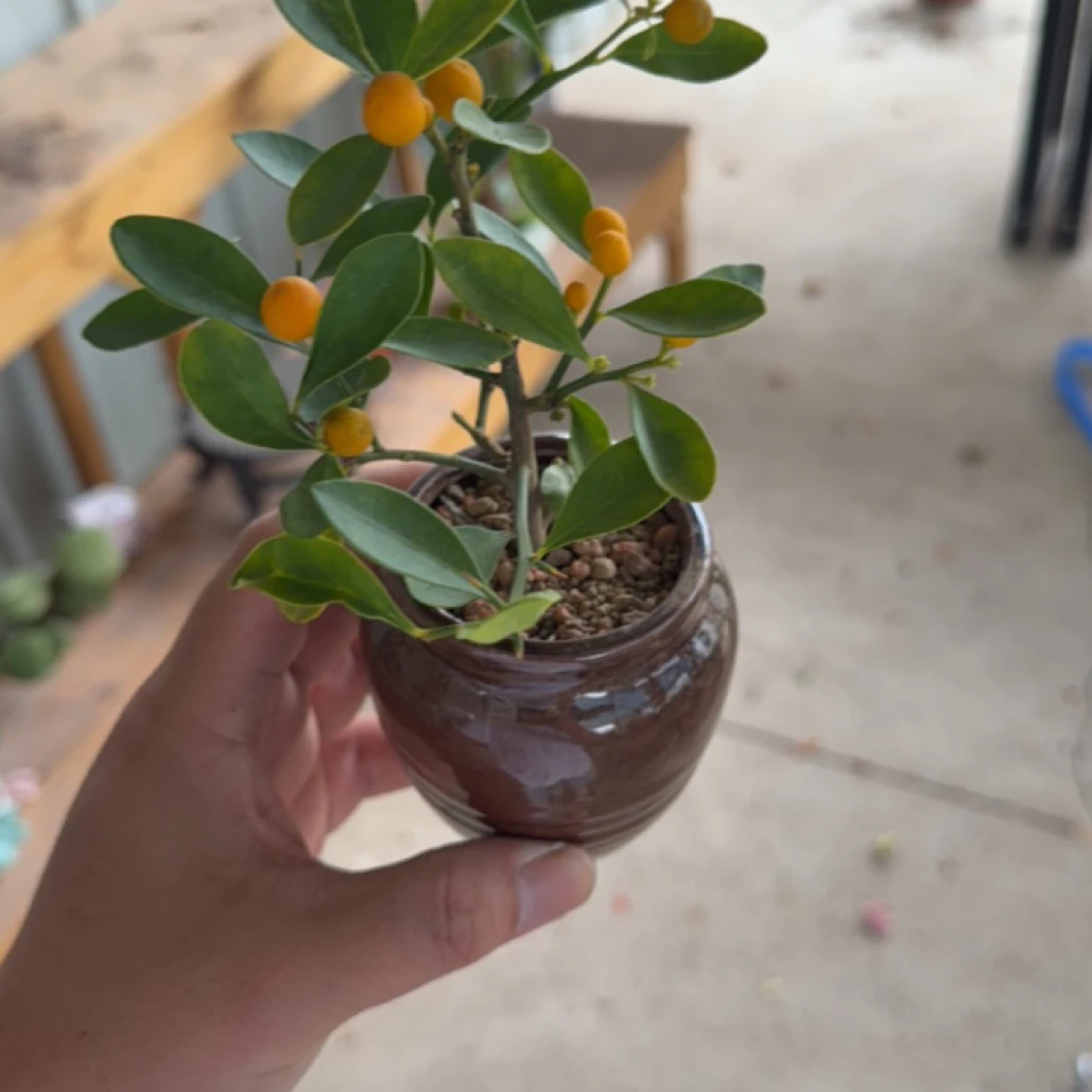 带陶瓷罐种好/罐子颜色随机宠粉颗颗带豆/矮霸老桩福豆/土干浇水