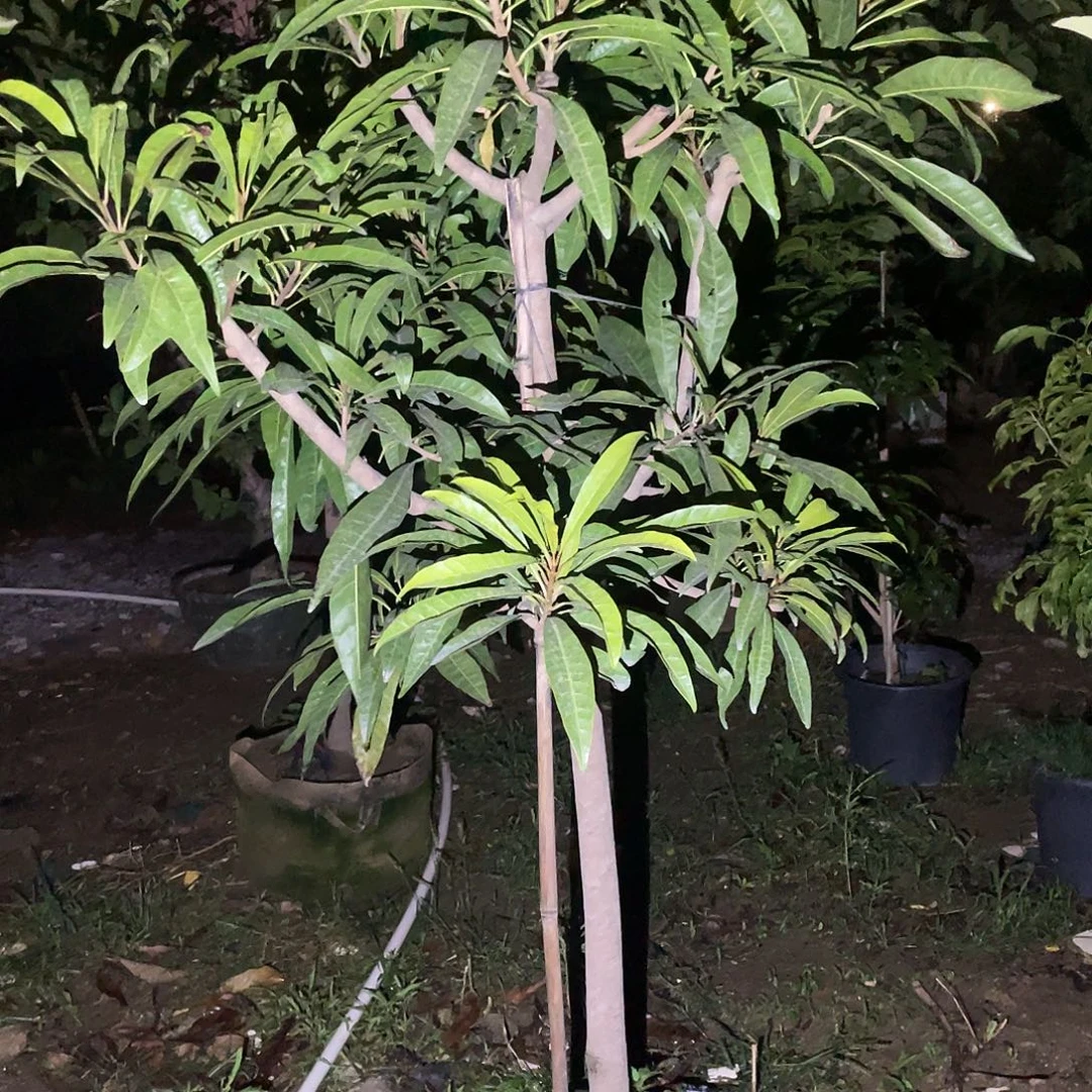 艺***波完全开放果树果树果树1111111111