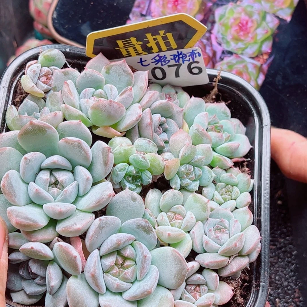 多肉植物多肉植物