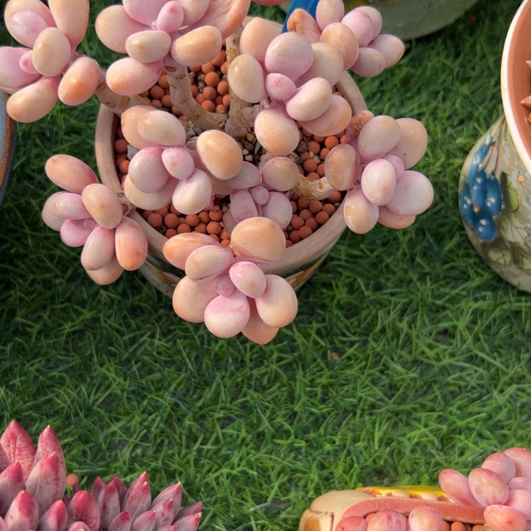 洗***棍桃蛋多肉植物保护
