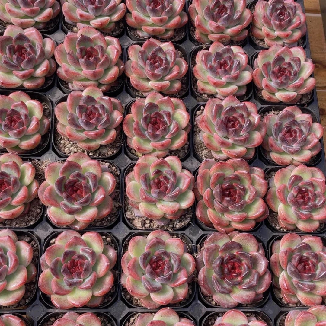 量拍69号 暗夜单头一个