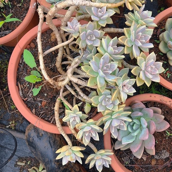 多肉植物。。。。。。。。。。。。。。。。。