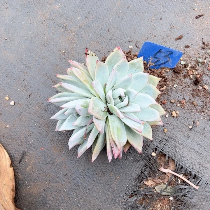 晨语多肉一物一拍53