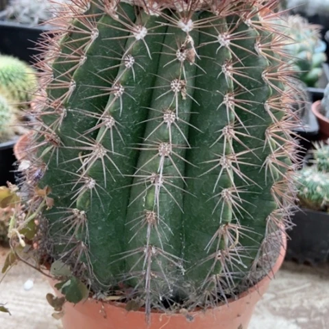 黄金云仙人球35米仙人球