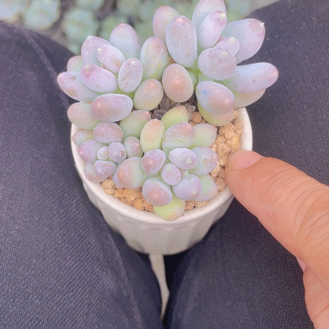 成***长多肉植物多肉植物