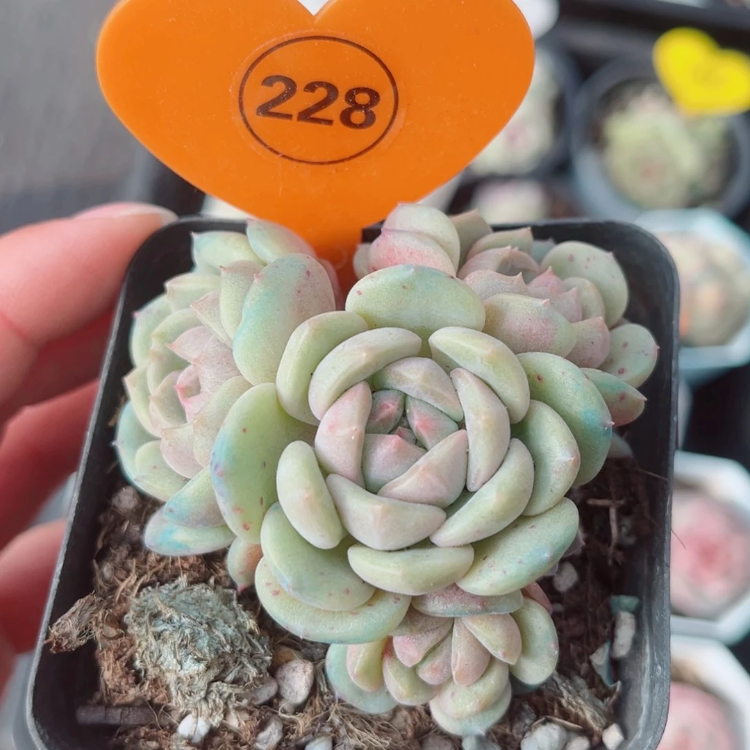 风靡园艺星芙珍妮群4头带崽