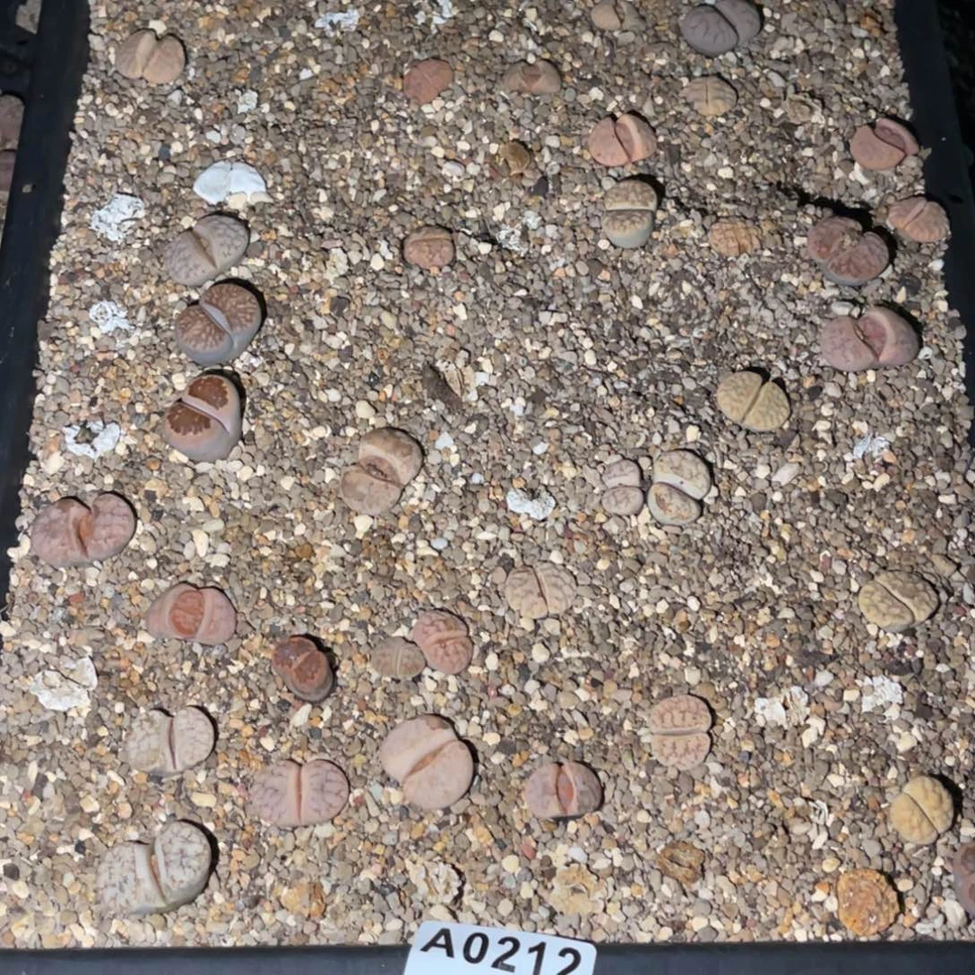 欧***萱0212福利筐1不售后