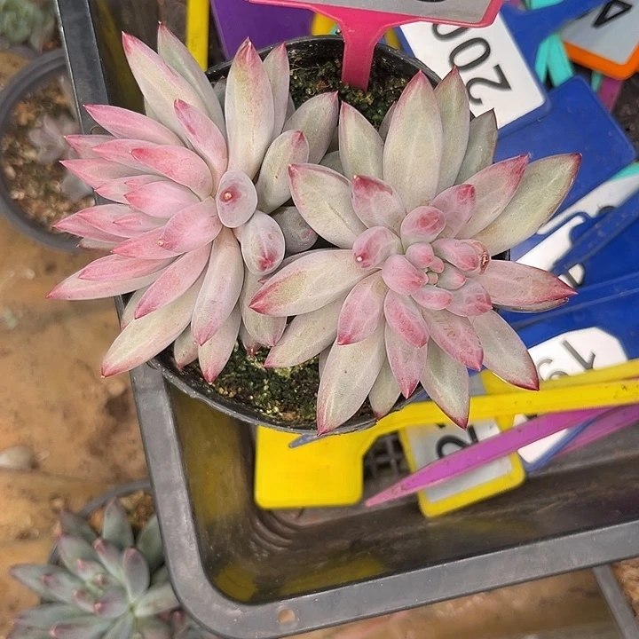 多肉植物虞美人默认瑕273