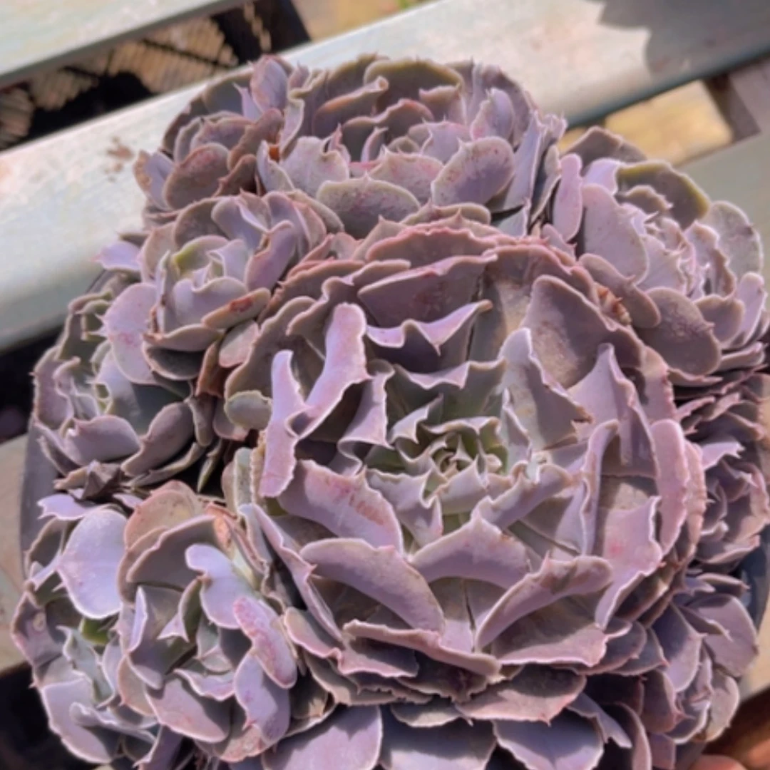 【闪购商品】天鹅湖26153