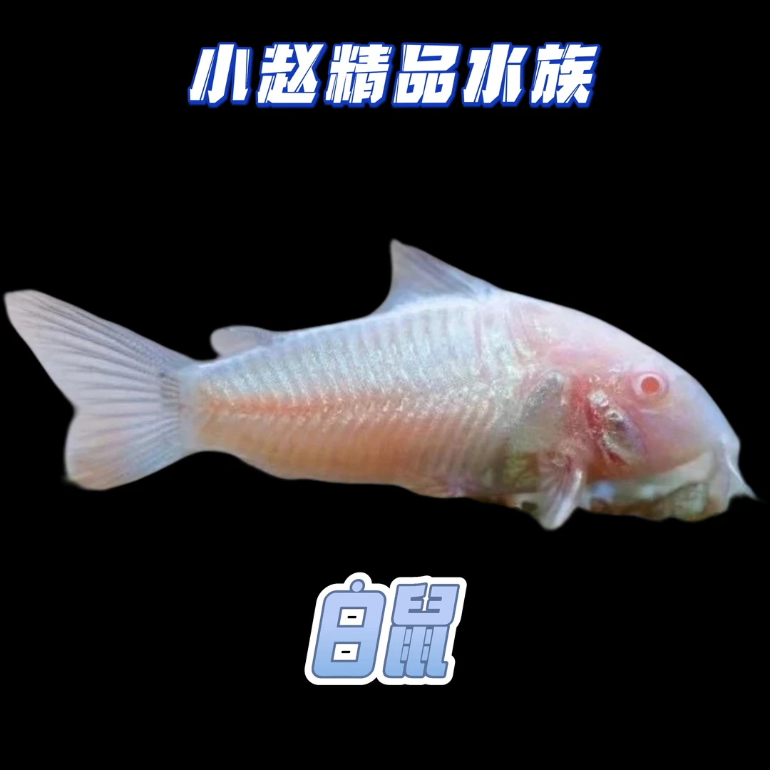 白鼠鱼花椒鼠青铜鼠彩虹鲨清洁工具鱼除藻耐活易养观赏鱼