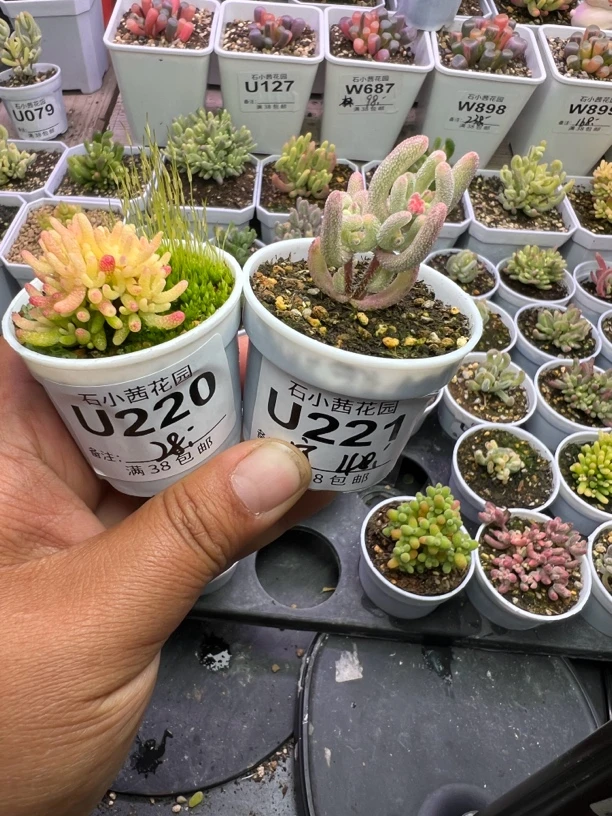 宁宁专拍多肉植物枝干番杏紫闪光假飞机株