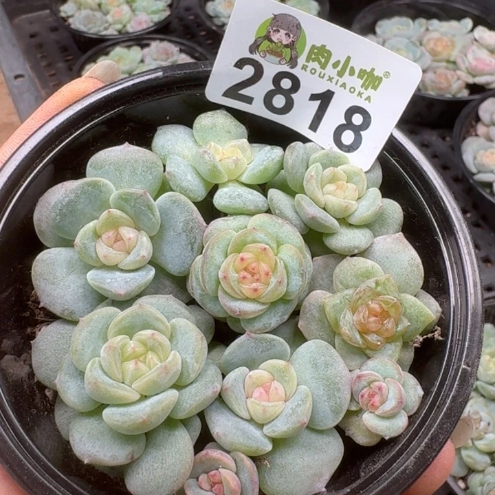多肉植物多肉植物