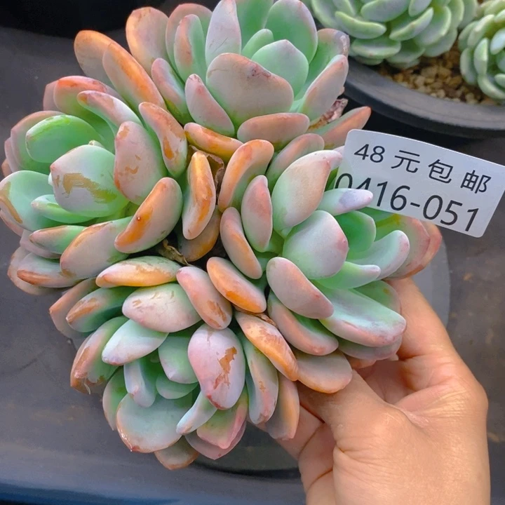 夏悦多肉0416-51香橙