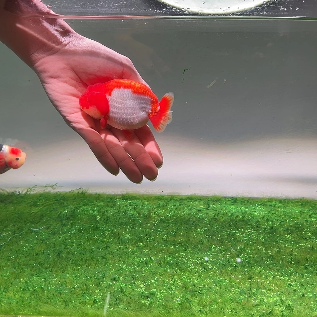 狮头鱼木木与兰寿金鱼福利