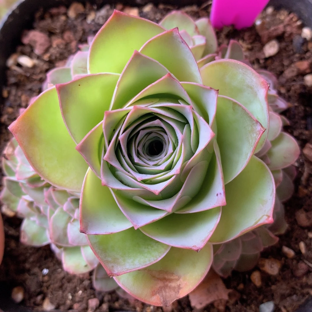 一物一拍星辰紫芙098