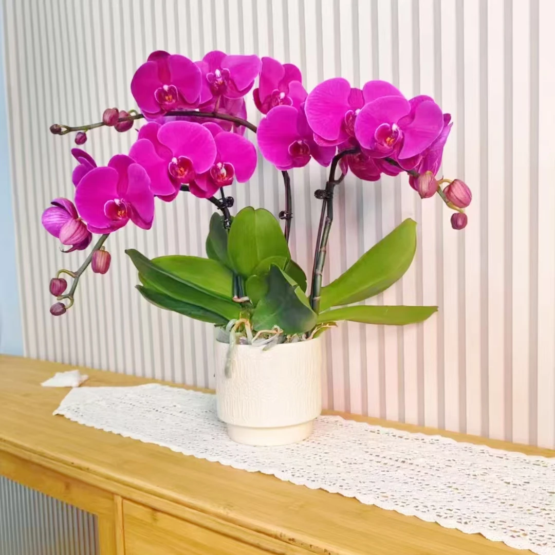 【大辣椒】蝴蝶兰 紫红系经典花卉 好看耐养 室内高端绿植花卉