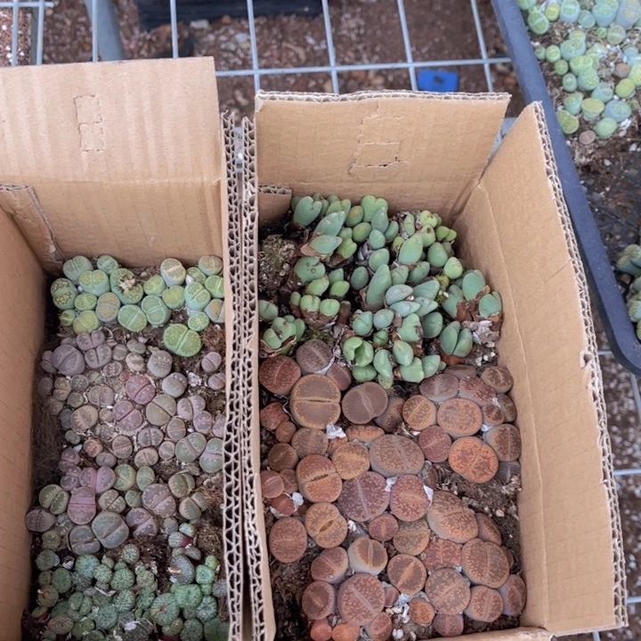 一箱两层88888888888