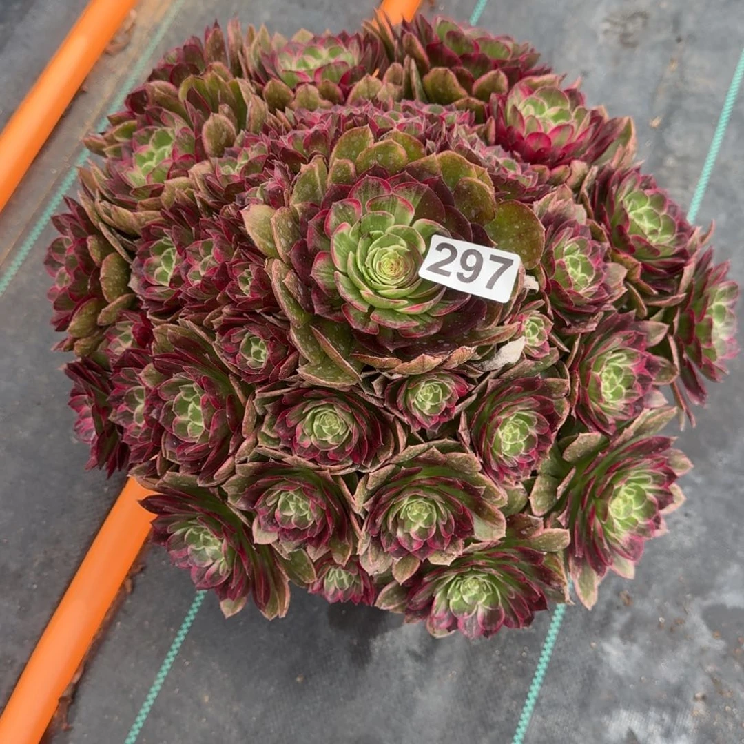 297大万彩凤多肉植物