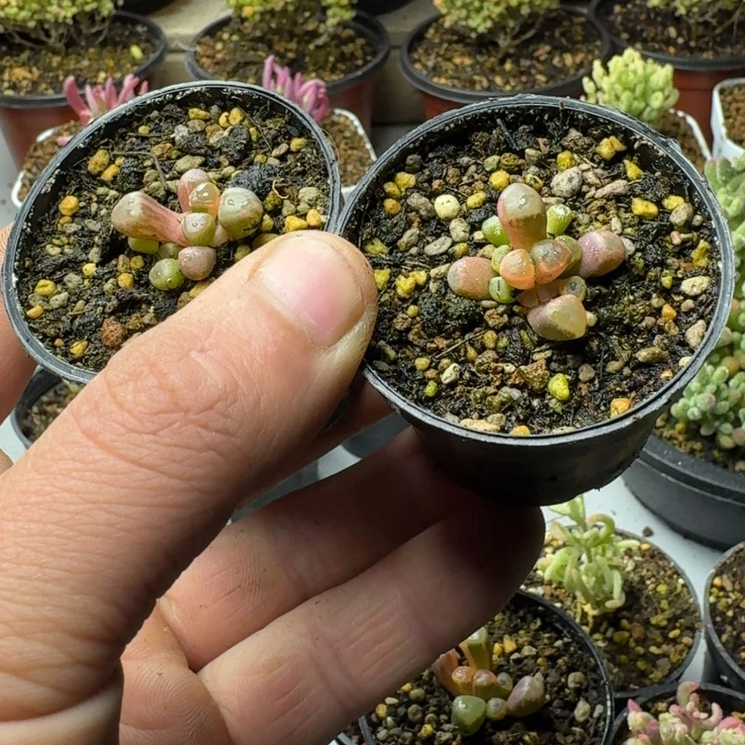 ?****多肉植物枝干番杏