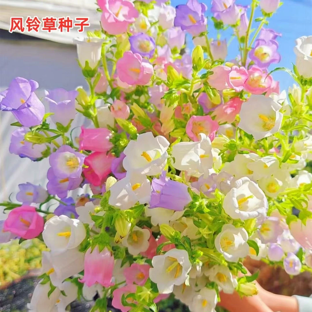风铃花种室内外庭院铃兰花盆栽花种子花种籽子四季开花易活花籽
