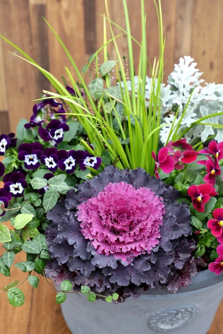 【一物一拍】羽衣甘蓝盆栽地栽庭院种植耐寒花卉 耐晒耐热 皮实好养