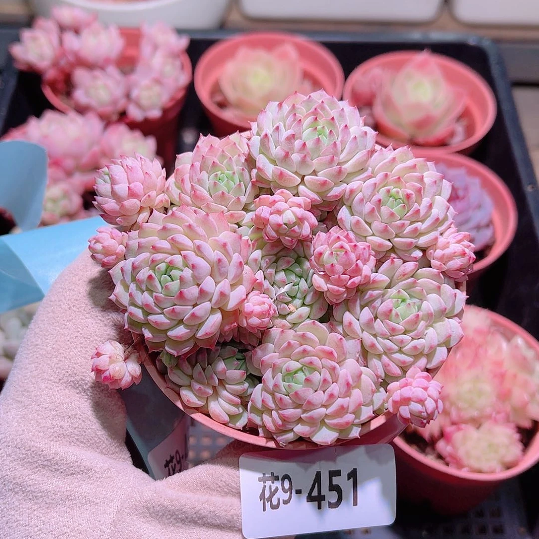 花利美9-451小粉莓