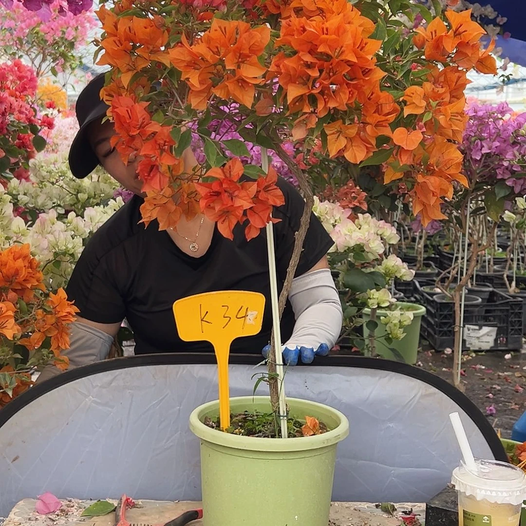 小***猪大部分花苞少量开放K34橙桑巴