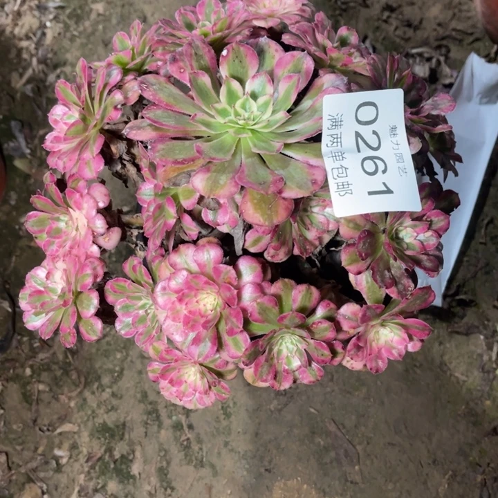 0261红铜的人多大的