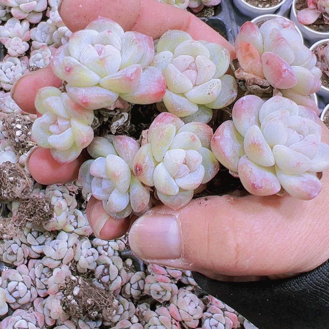 珍妮冰玉5个混发19包邮