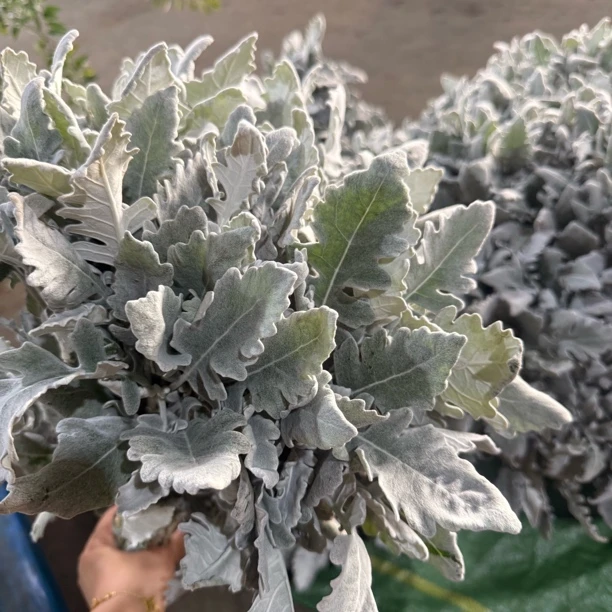 银叶菊宽叶鲜花小众好养花期长云南基地现采