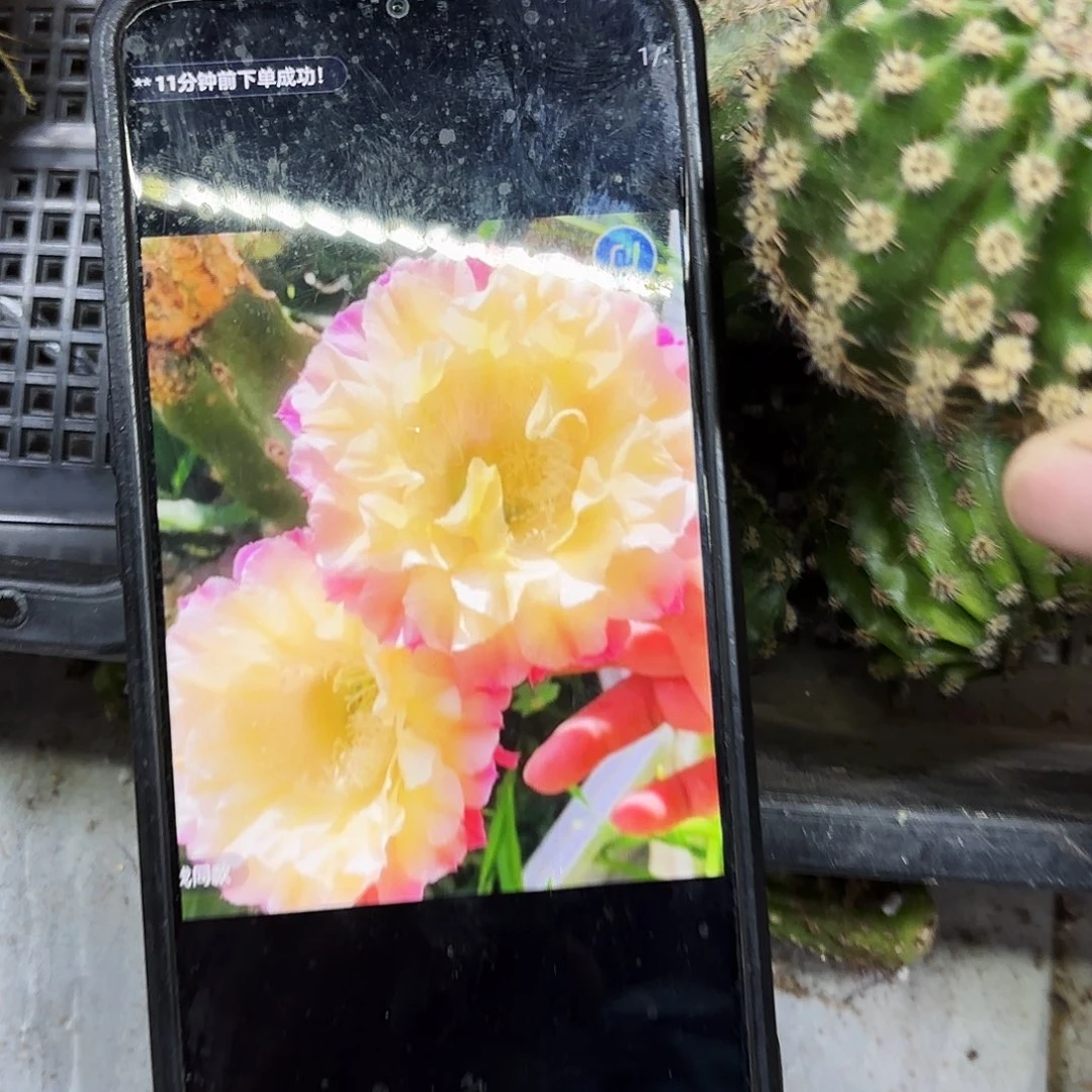 马丙彩侧牙20包邮仙人球38