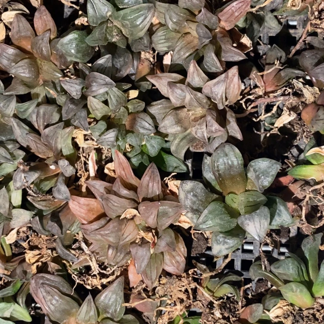 3023 一颗周正小西瓜寿 周末整点福利