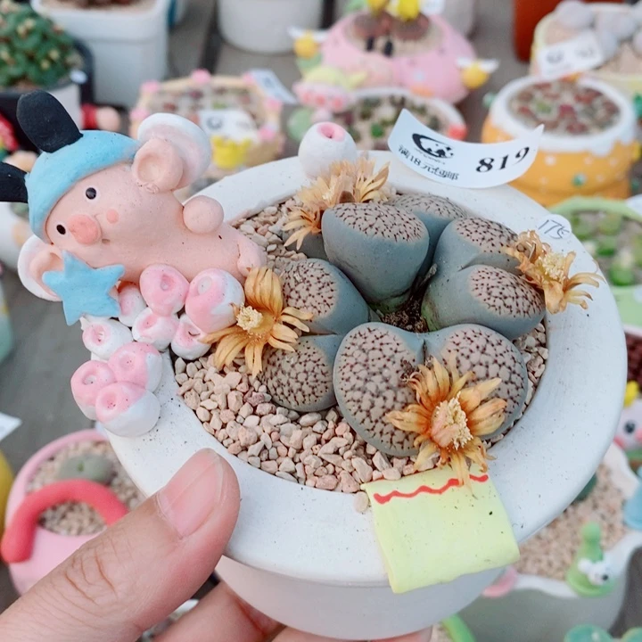 生石花花花花花819