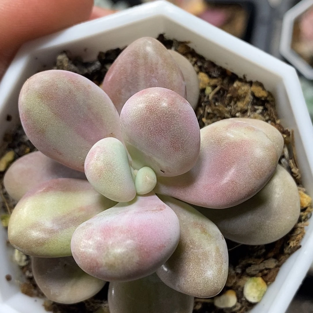 桃蛋拉丝锦小方花圃一物一拍