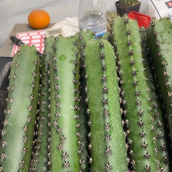 黑刺袖铺实生一代侧芽5.88