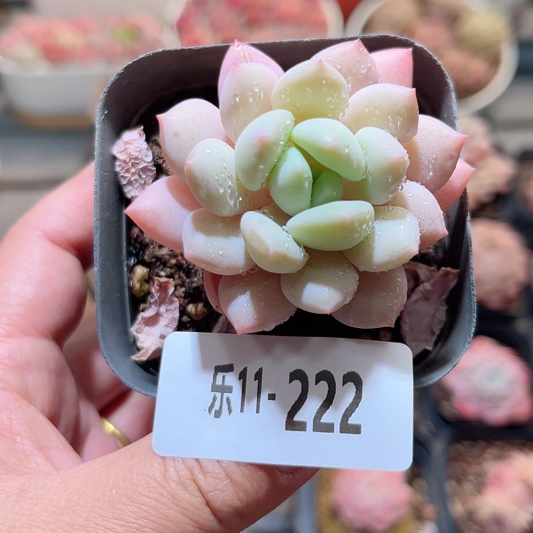 乐11-222 玉兔单头