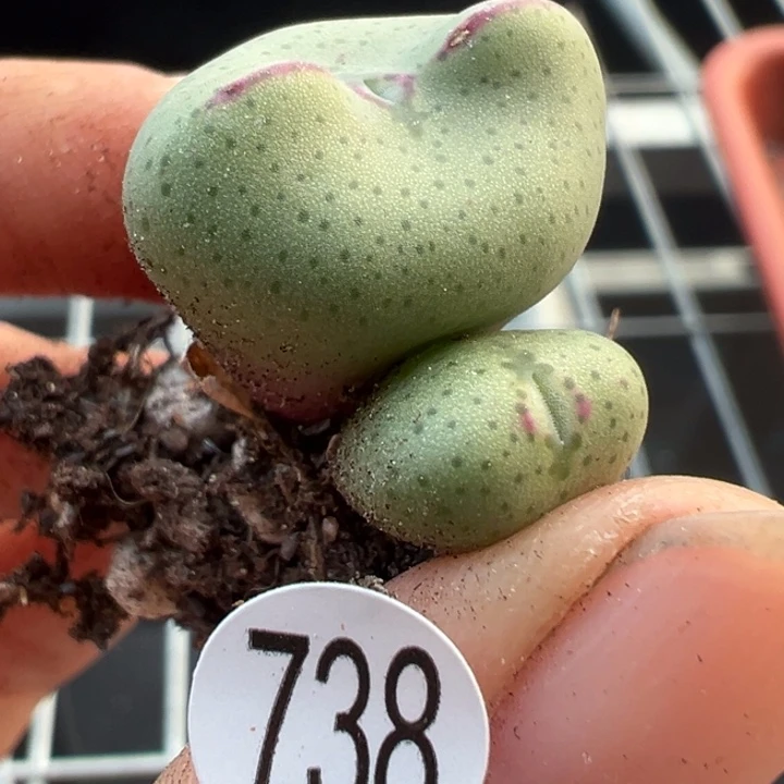 738号11111111111111