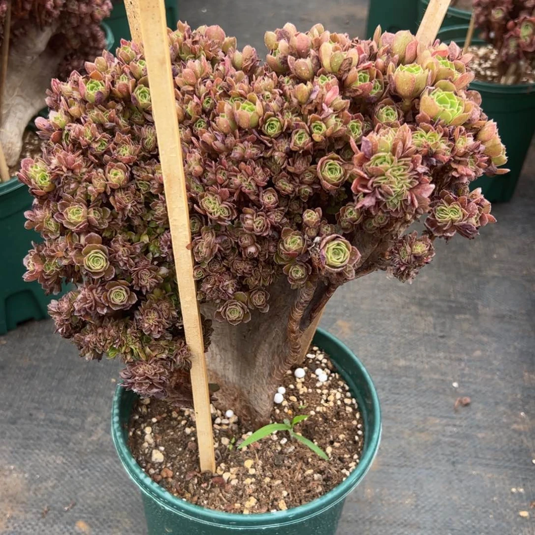 万圣节整版朵朵缀化