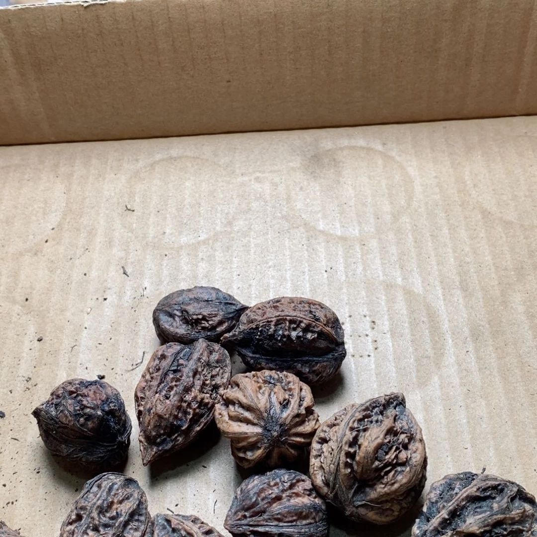 文玩核桃吊坠白*翁核桃5