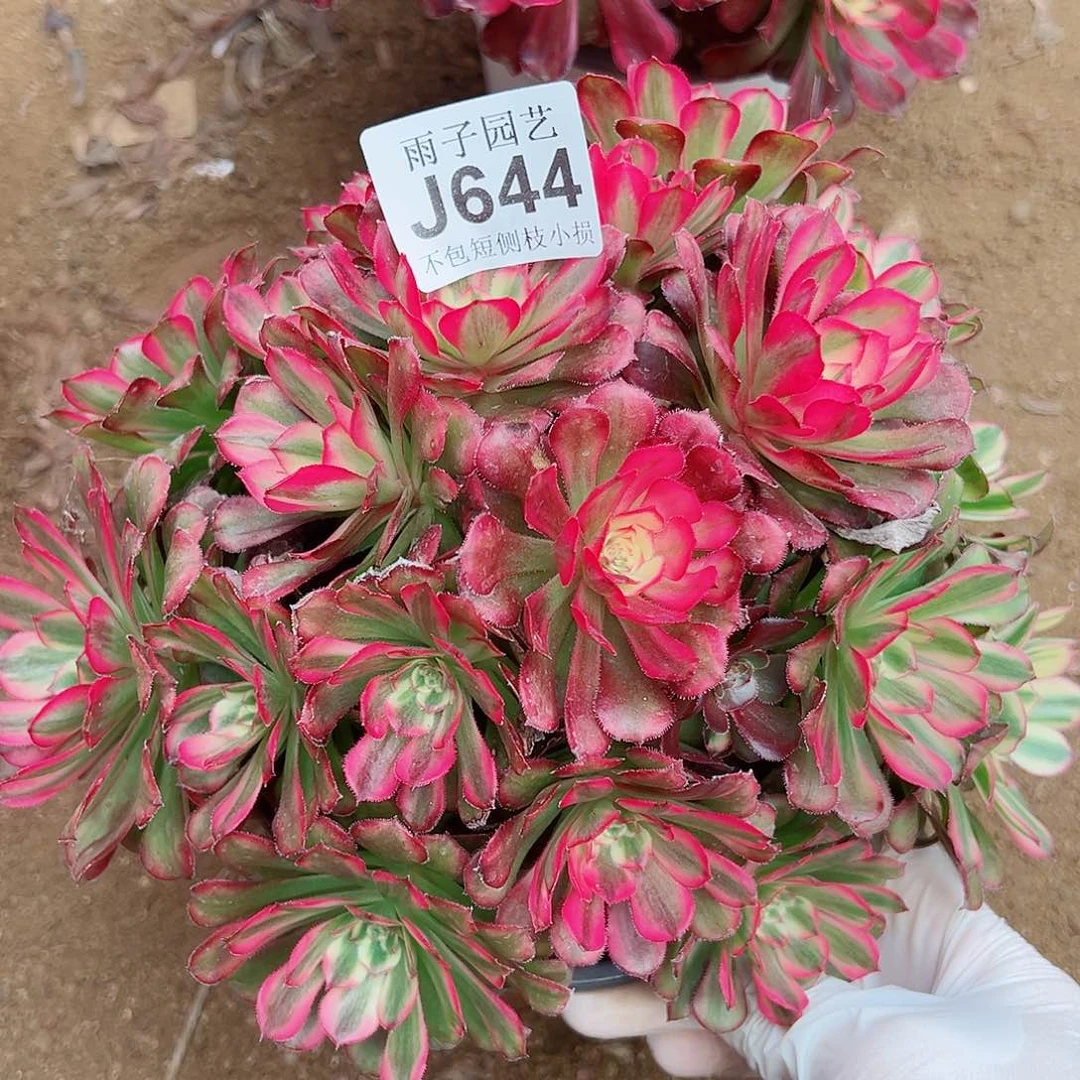 大*644福袋运费雨子多肉