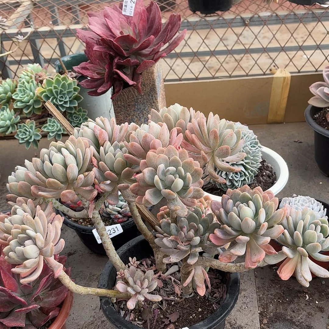 同温层多肉美人手指232