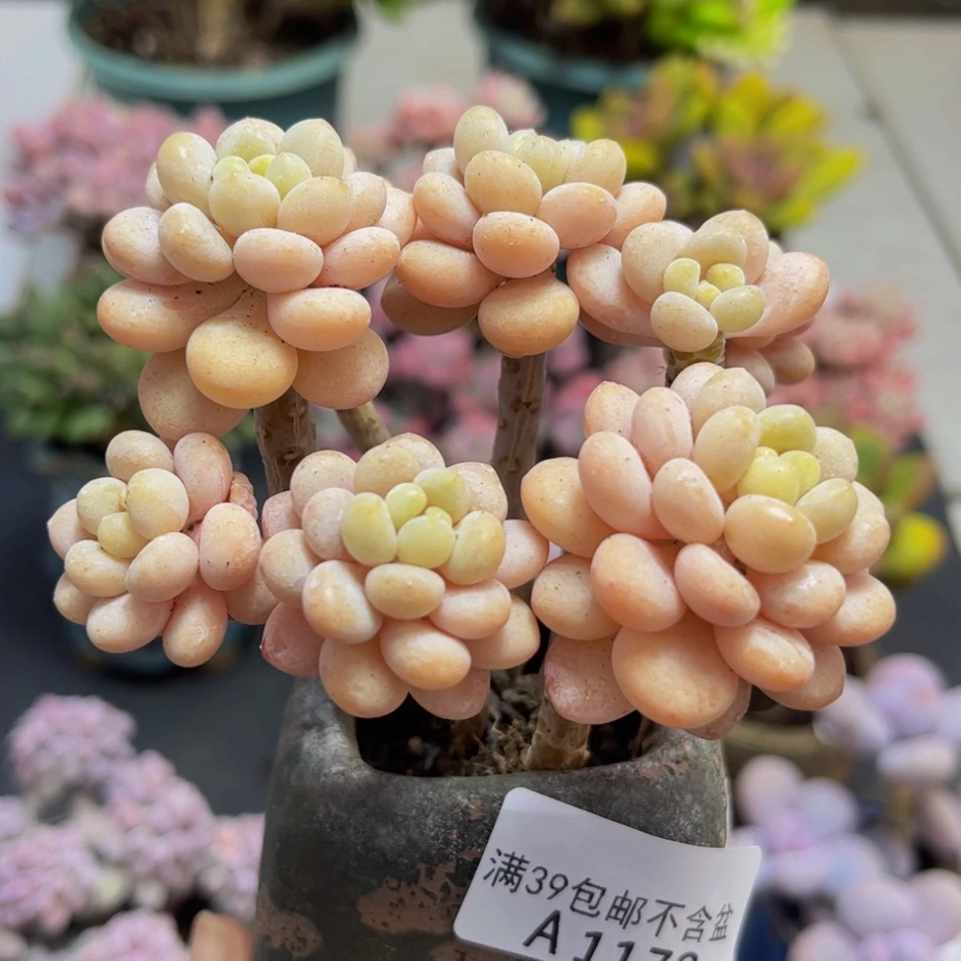 172洛可可8cm多肉植物